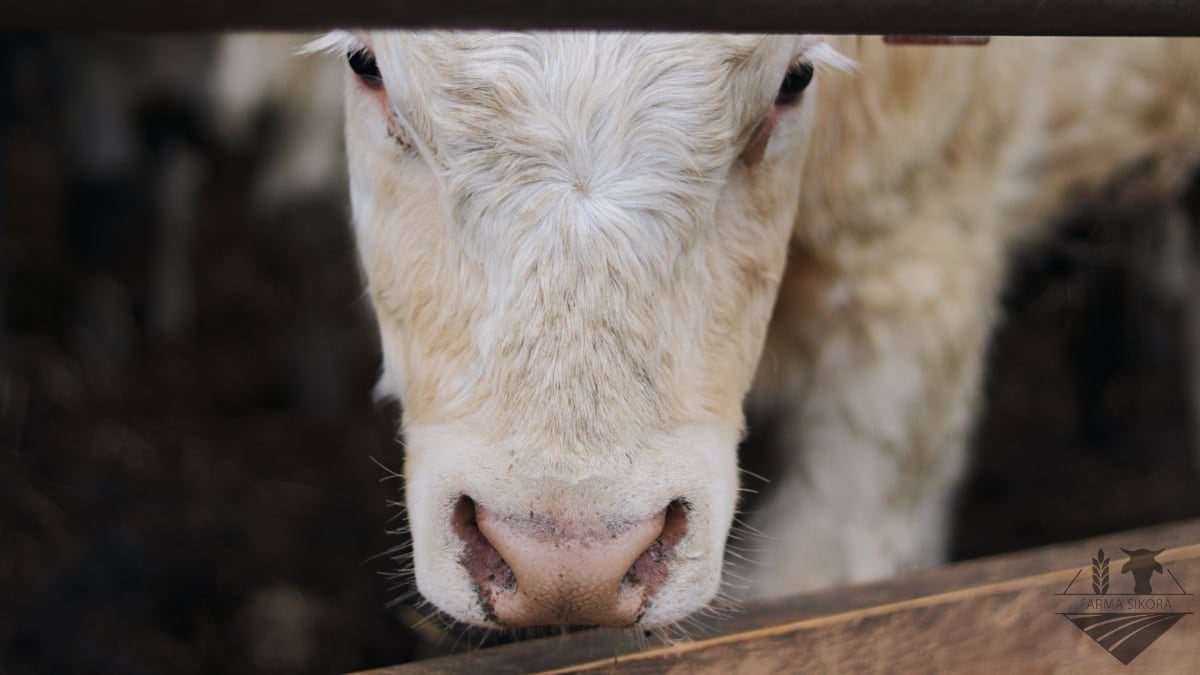 FARMA SIKORA, CHAROLAIS, ZEMĚDĚLSKÉ SLUŽBY